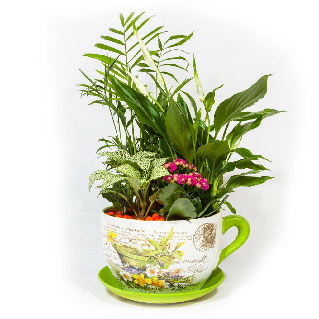 Taza de plantas pequeña Floresmariadelprado.es