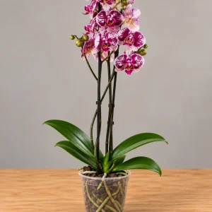 Orquídea morada moteada de dos tallos en maceta transparente