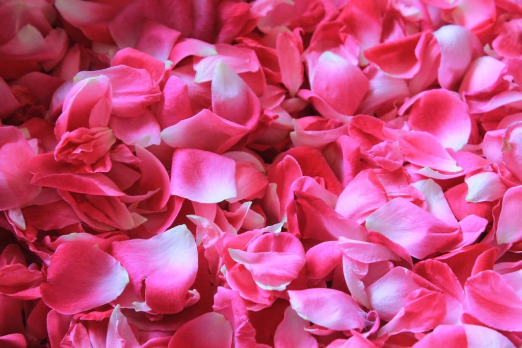 secar petalos rosa