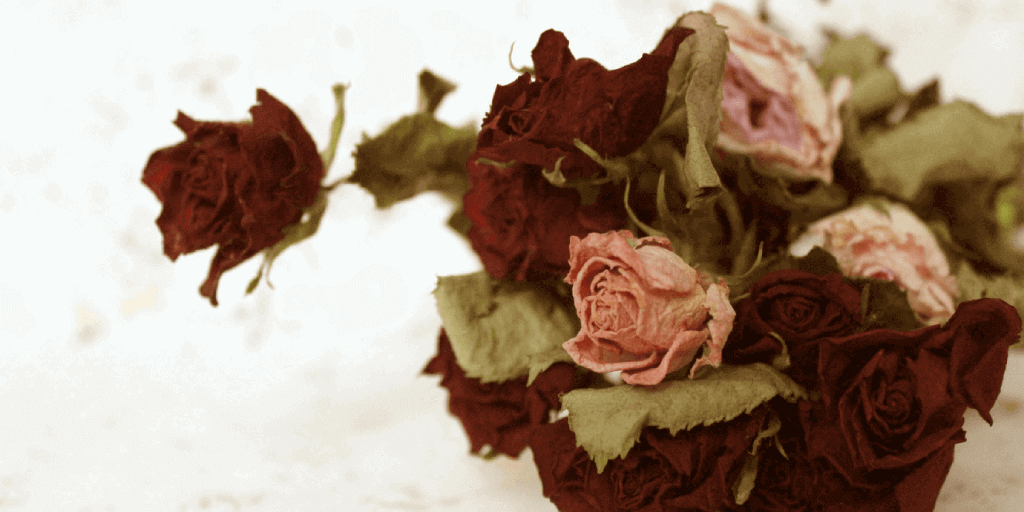Cómo secar un ramo de rosas naturales ????️ Guía completa