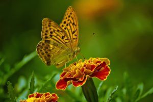 mariposa y flor