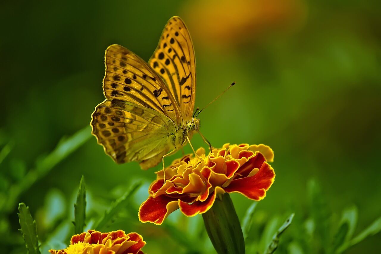 Fábula de la mariposa y la flor Floresmariadelprado.es