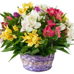 cesta-flores-astromelias