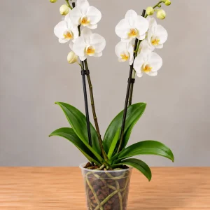 Orquídea blanca de dos tallos Phalaenopsis natural