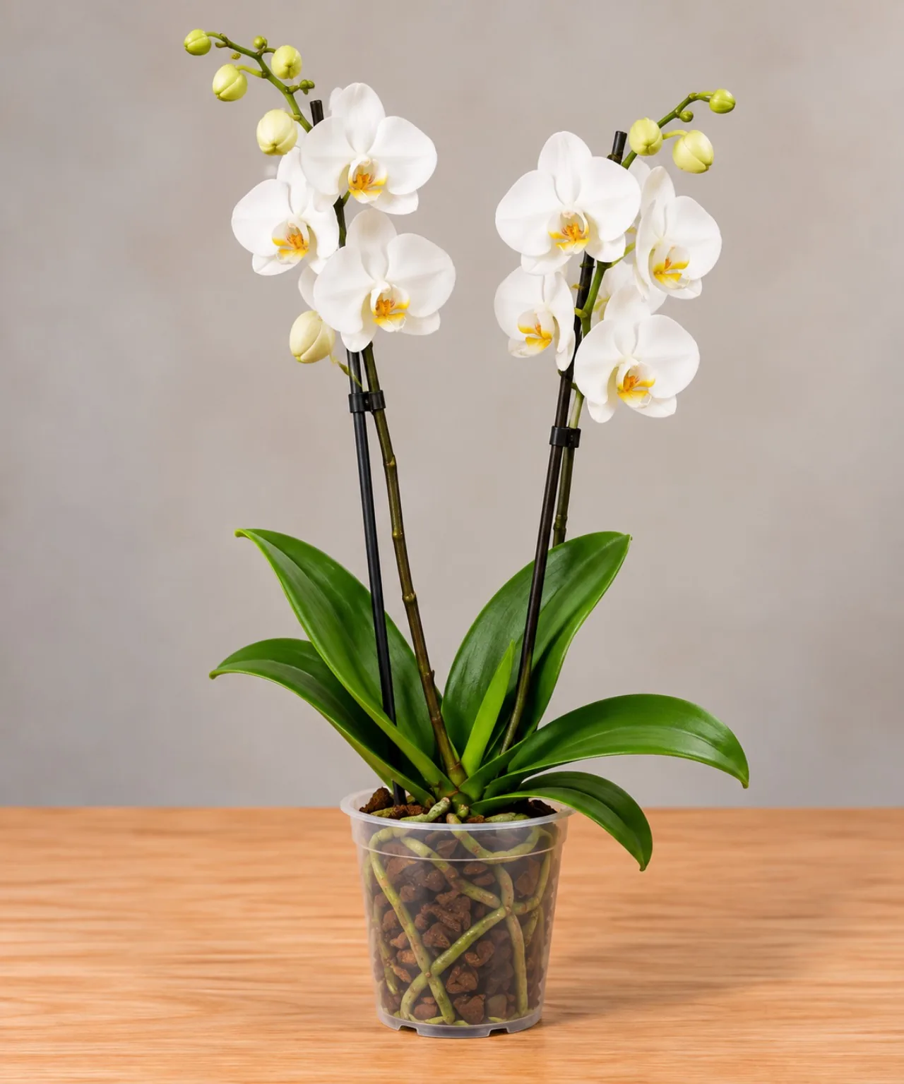Orquídea blanca de dos tallos Phalaenopsis natural
