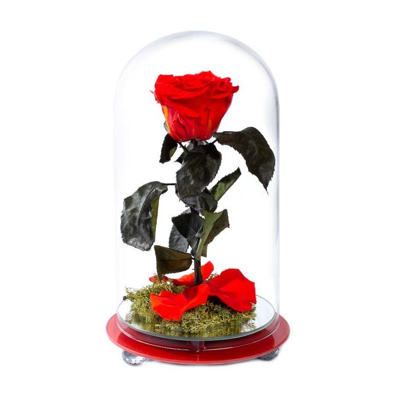 Cómo conservar pétalos de rosa frescos 🏵️ Guía 2021