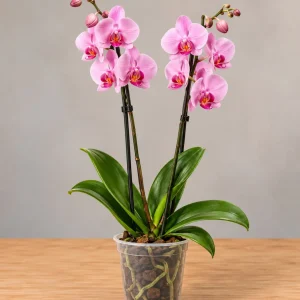 Orquídea rosa de dos tallos Phalaenopsis natural