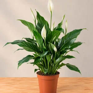 Spatifilium natural con flores blancas, hojas verdes y maceta marrón de cultivo