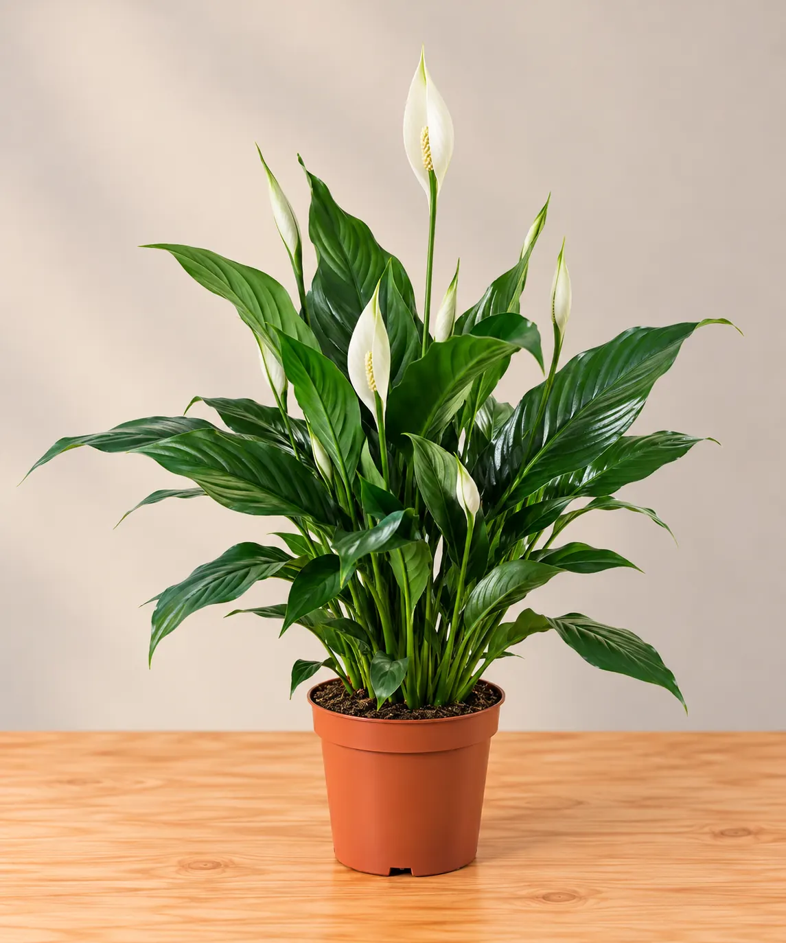 Spatifilium natural con flores blancas, hojas verdes y maceta marrón de cultivo