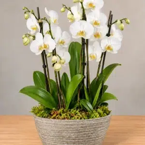 Centro de orquídeas blancas naturales Phalaenopsis en base de cerámica