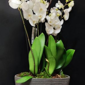 composicion-orquideas-blancas